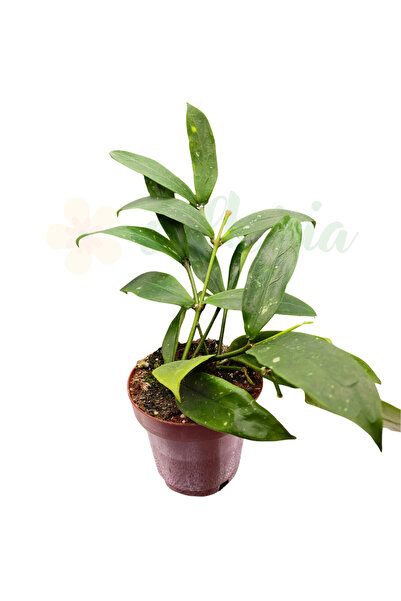 Eufloria Hoya lobbii 'Flori Roșii' Ø12cm