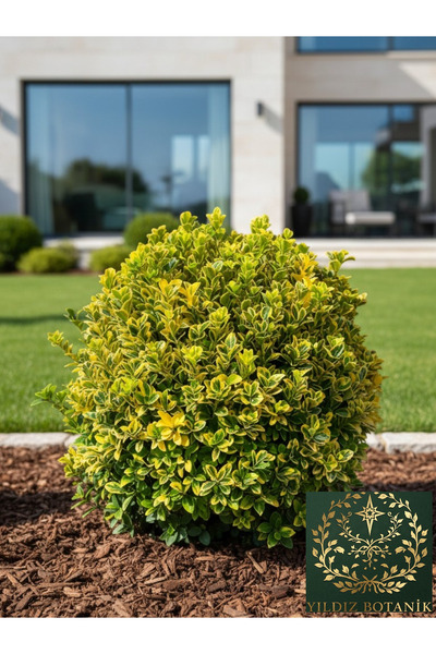 YILDIZ BOTANİK Altuni Gold Taflan Fidanı Çit Bitkisi Euonymus Japonicus Aurea 35-40 CM 3 Litre Saksıda 3 Kök Üretim