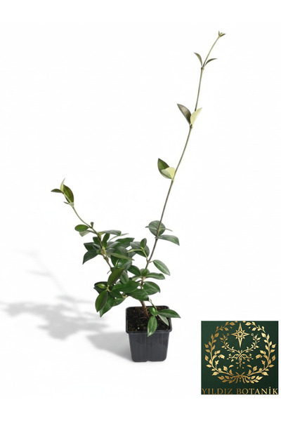 YILDIZ BOTANİK Arap Yasemini Sarmaşığı Fidanı Kokulu Rhyncospermum Jasminoide...