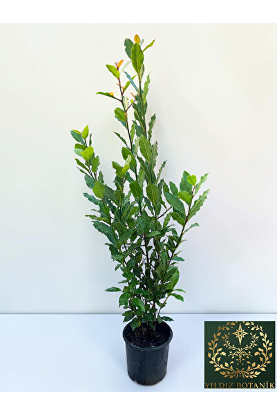 YILDIZ BOTANİK Kokulu Defne Fidanı Aromatik Defne Ağacı Bitkisi Laurus Nobilis 45-60 Cm