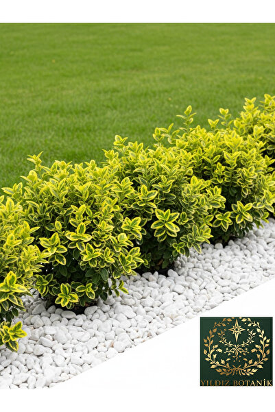 YILDIZ BOTANİK Altuni Gold Taflan Çit Bitkisi Sarı Taflan Fidanı 25-30 Cm 1 S...