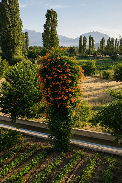Vasada Acem Borusu Fidanı Bignonia Grandiflora (Campsis Grandiflora) Tüplü 40-50 cm