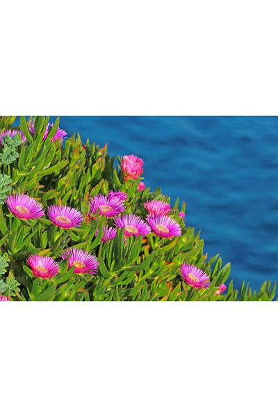 Zambak Botanik 4 adet Kaz Ayağı Çiçeği (Hottentot Fig – Carpobrotus edulis) –...