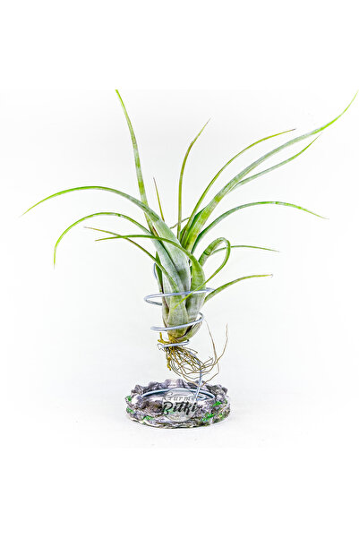 Gurme Bitki Tillandsia Flexuosa "Suriname" (L) El Yapımı Dekoratif Standı ile...