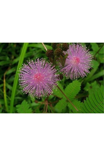 Mimoza Küstüm Çiçeği Fidanı 10-20 cm