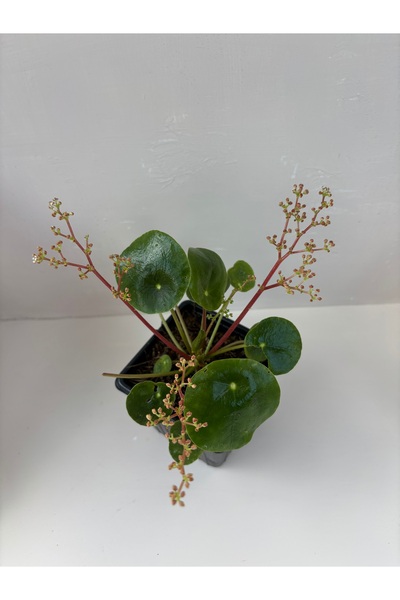 Şenay'ın Kaktüs Dünyası Pilea (Çin para bitkisi )