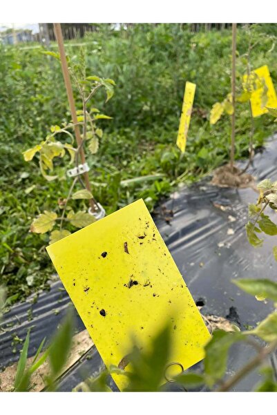 Garden 10 cm x 25 cm Sarı Yapışkan Kart Tuzak 10 Adet