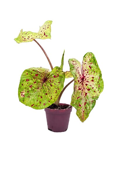 Your Flower Shop Caladium Fast Flash Canlı Saksıda İç Mekan Bitkisi