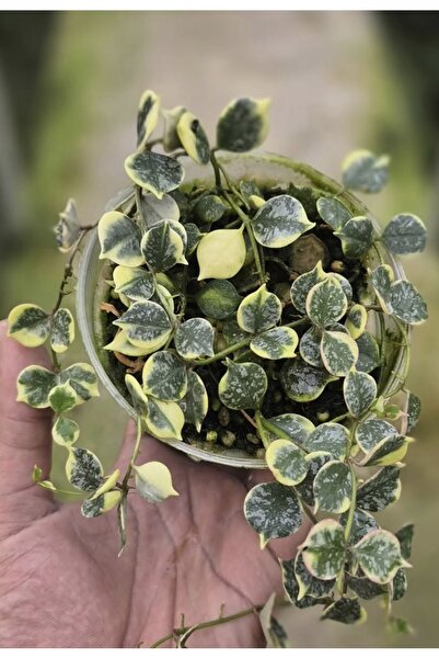 SİMAN BOTANİK Hoya Curtisii Albomarginata Mum Çiçeği
