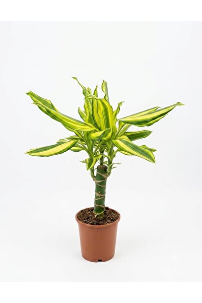 ERNAZ Dracaena Fragrans Lemon Lime /30-40 cm Boy / Tek Gövdeli / İç Mekan Sal...