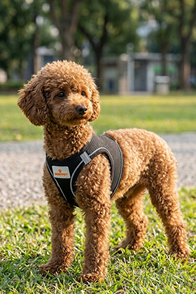GOBYPET Kediler Ve Köpekler İçin Rahat, Dayanıklı Göğüs Tasması M
