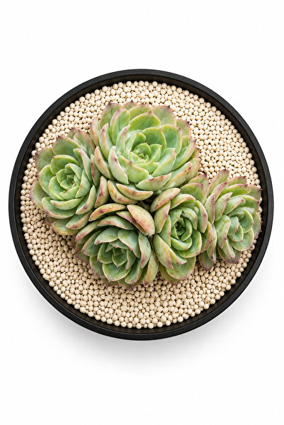 Mialys Premium XL Seri | İthal Sukulent ‘Peony Pavilion’ Echeveria Renkli Kol...