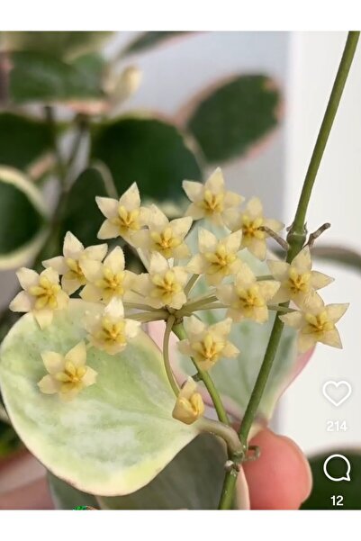 SİMAN BOTANİK Hoya Palta ( İncurvula) Albomarginata Mum Çiçeği