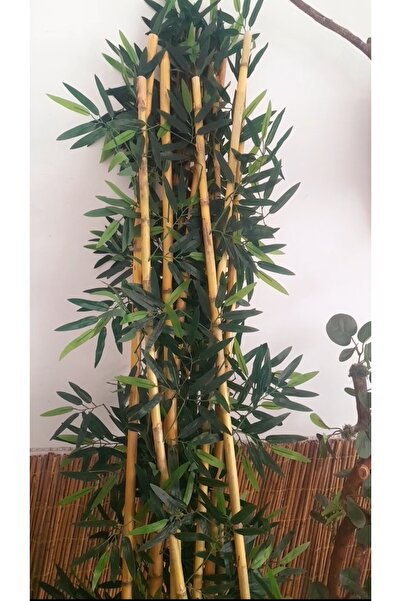 YEŞİLADA 5 Adet Bamboo Çubuk Ağaç Kalın Gövdeli 1.50 Mt Gercek Dokulu Yaprak