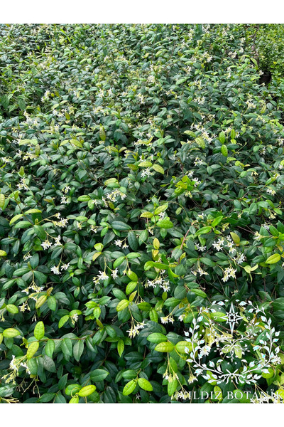YILDIZ BOTANİK Arap Yasemini Sarmaşığı Kokulu Rhyncospermum Jasminoides 120-140 CM