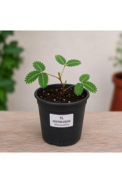 Lotus Botanik Küstüm Çiçeği (Mimosa Pudica) 1 Litre Saksıda Canlı Bitki