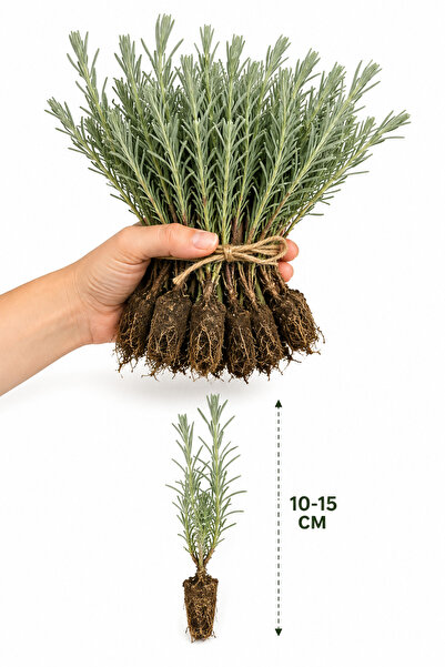 Rosemary Garden Açık Kök Lavanta Fidesi 10 Adet 10-15 cm Tıbbi Aromatik Lavan...