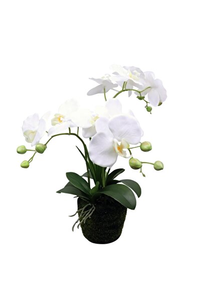 SUPERGREENS Τεχνητό Φυτό Ορχιδέα Phalaenopsis Λευκό 42 εκ.