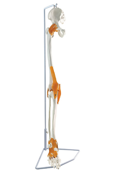 EgeAnatomi Maketleri Kalça Kemiği ve Ligamentleri ile Bacak İskeleti, Eklemli...