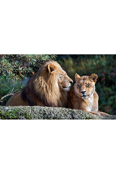 Persona Tablou canvas 100 x 70 cm, Animale model 23