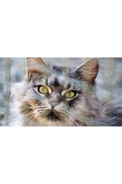 Persona Tablou canvas 100 x 70 cm, Pisici model 54