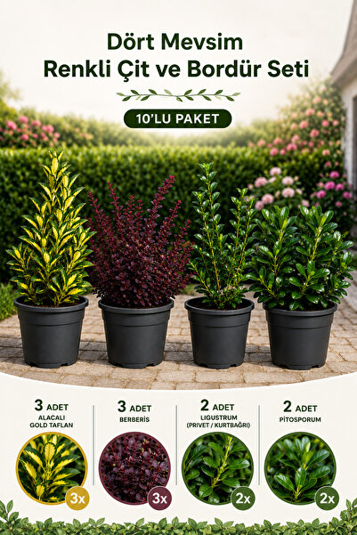 Rosemary Garden 10lu Ekonomik Canlı Çit Fidanı Seti Alacalı Gold Taflan Berbe...
