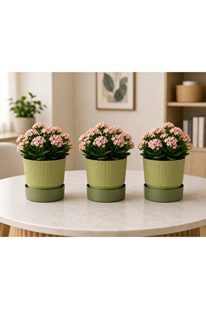 Poliwork 2 Litre 3'lü Set Ixora 15 Plastik Saksı Tabaklı Dekoratif Çiçek Saks...