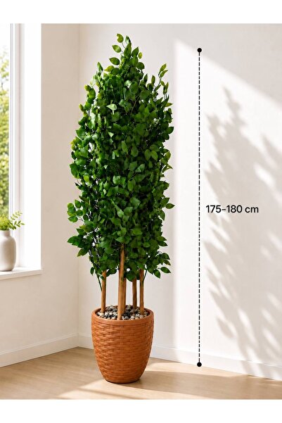Rafef 175-180 cm Tall Ficus Tree with Stand