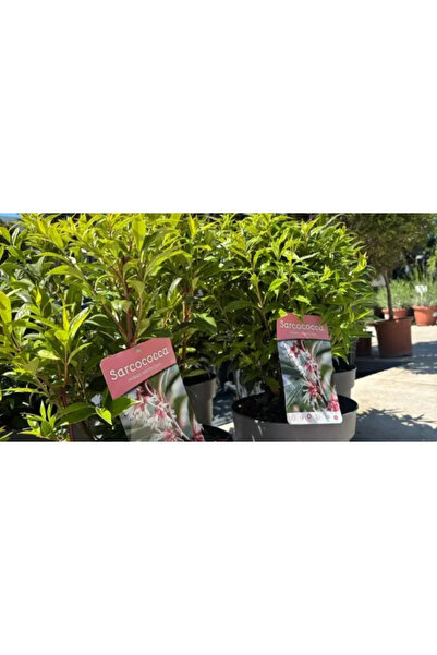 PLANTA TERRA Gradina ta începe aici Sarcococca Humilis Winter Gem, 45cm