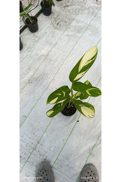 bitkidünyam İthal Alacalı Dua Çiçeği Stromanthe Charlie 50 cm Çift Kök Canlı ...