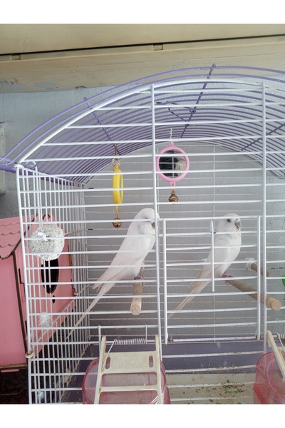 pet KUŞLAR İÇİN ZİLLİ AYNALI OYUNCAK-KARIŞIK RENK