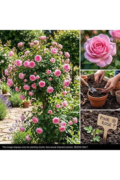 Bloom & Sow Seed 100 بذرة ورد وردي للزراعة، بذور زهور للحدائق، بذور نباتات جم...
