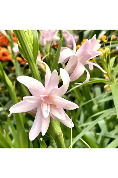 Bloom & Sow Seed بذور التوبيروز الوردية ذات الزهر المزدوج - صنف عطري يزهر ليل...
