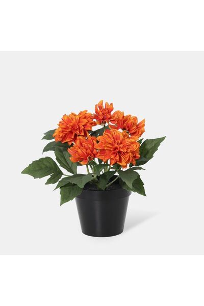 Generic New In Fernza Dahlia Potted Plant Orange H26Cm