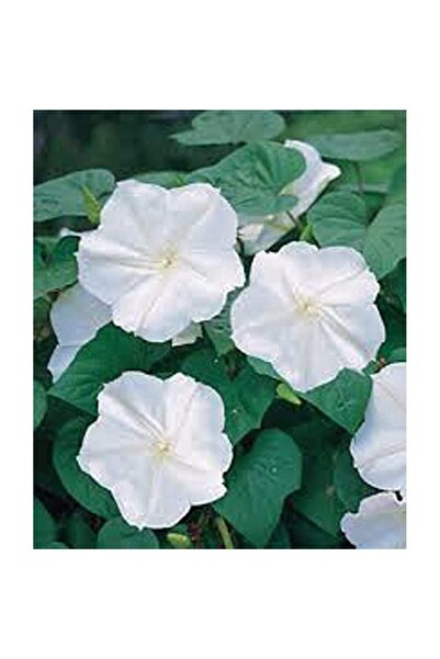 Bloom & Sow Seed بذور نبات الإيبومويه ألا (زهرة القمر)، نبات متسلق قوي بأوراق...