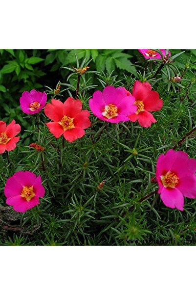 Bloom & Sow Seed بذور نبات العنبية المقاومة للحرارة والجفاف، زهور حمراء فوشية...