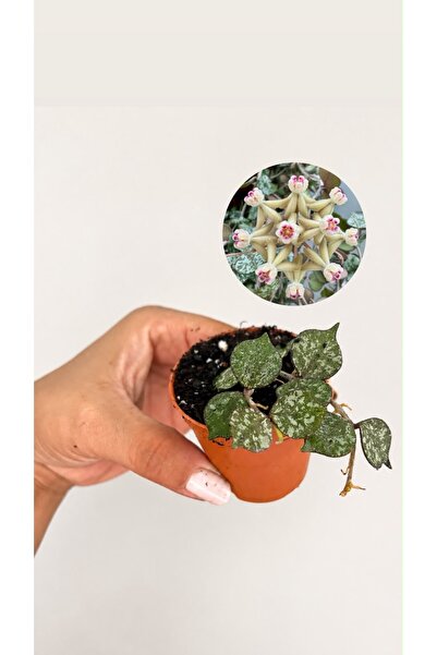 nazlı çiçekçilik Hoya curtisii (Minyatür Mum Çiçeği) 5,5lik Saksıda