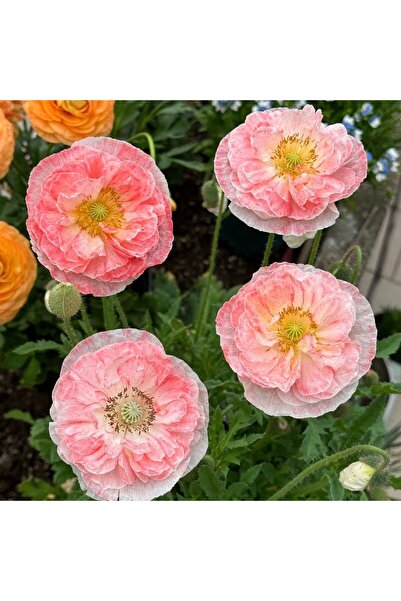 Bloom & Sow Seed Pastel Pink Ruffled Papaver Nudicaule Seeds, Cut Flower Cour...