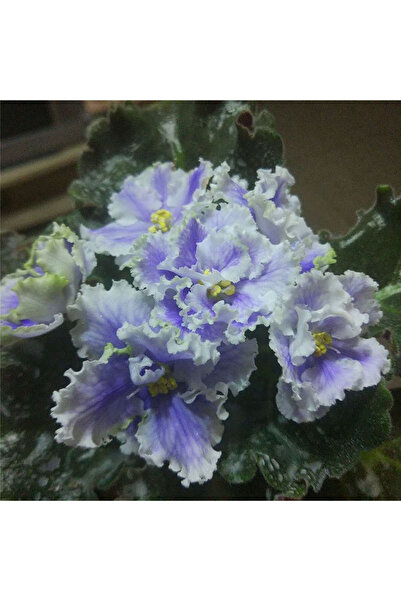 Bloom & Sow Seed Frilled Edge Bicolor Saintpaulia Seeds, Compact Perennial Ho...