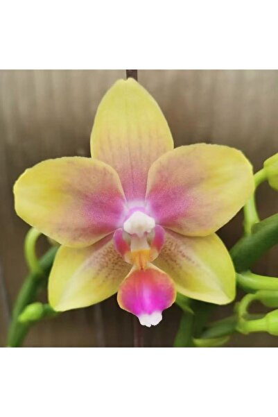 Bloom & Sow Seed Multicolor Moth Orchid Seeds, Yellow Petals with Pink Center...