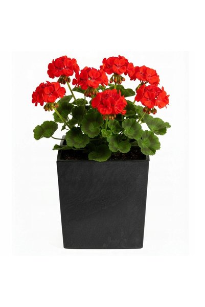 HowHomely Jardinieră pătrată cu inserție, imitație de beton negru, pentru flo...