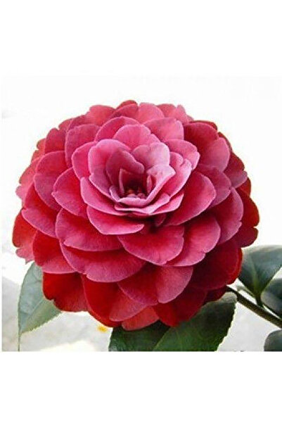Bloom & Sow Seed Dark Red Pink Shaded Full‑Double Camellia Seeds, Layered Lar...