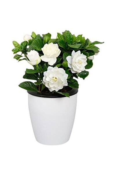 Bloom & Sow Seed Fragrant Gardenia Jasminoides Live Potted Plant, Double Whit...