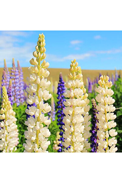 Bloom & Sow Seed Pure White Lupinus Seeds, Tall Spiky Perennial Flower, for G...