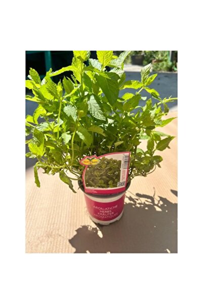 OEM Plantă aromatică, cocktail de mentă marocană, Ghiveci