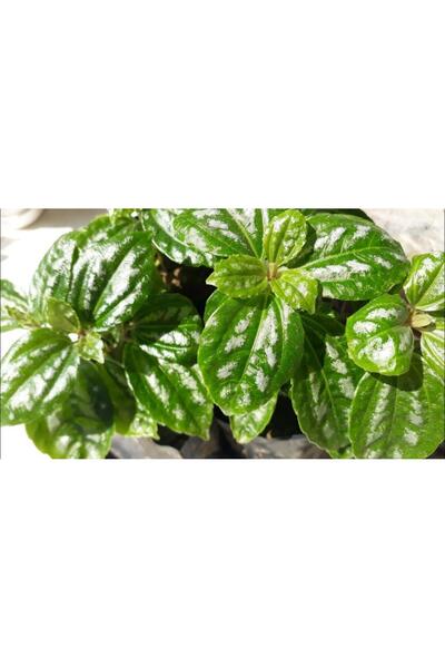 BİORGANİX Aluminum Flower Karyağdı Begonya Alüminyum Çiçeği 10-20 cm