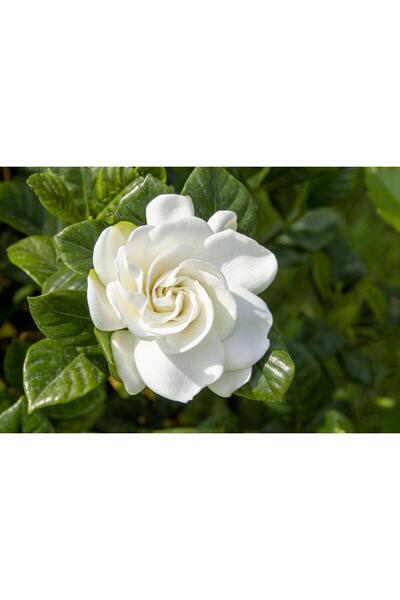 Gardenya Kokulu (Gardenia jasminoides)