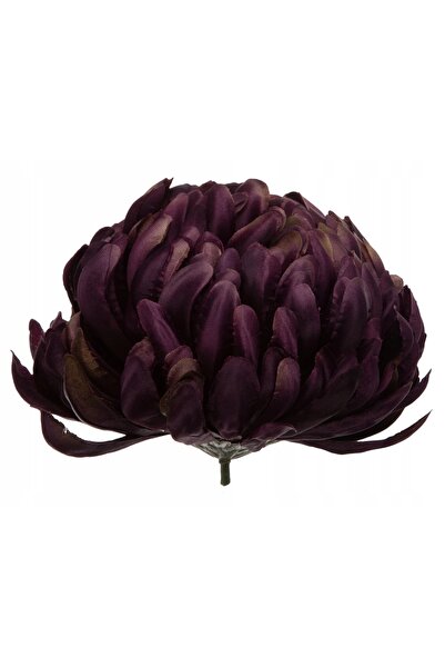 NO BRAND 6X CRIZANTEMĂ GOLDA PRODUCTION HEAD AUBERGINE FIOLET PREMIUM