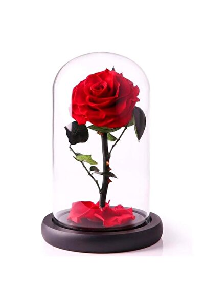 Generic Brand Handmade Preserved Flowers Forever Roses in Glass, Natural Eter...