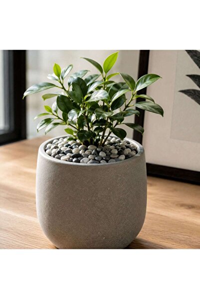 OEM Piatra decorativa naturala, Decolex, Sky Grey, interior / exterior, gri, ...